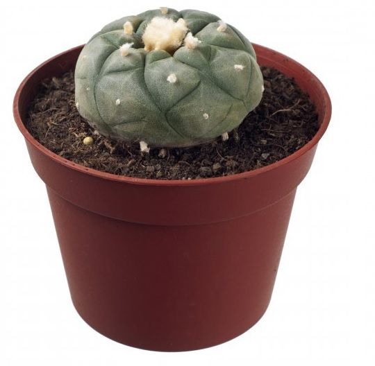 Peyote cactus 4 - 5 cm | lophophora Williamsii